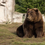 Braunbär
