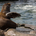 Seelöwe