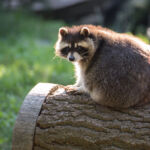 Waschbär