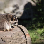 Waschbär
