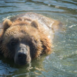 Kodiakbär