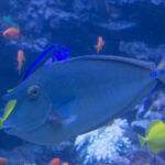 Fische