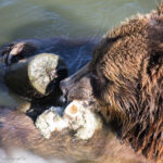 Kodiakbär