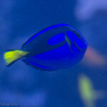 Fische