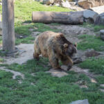 Kodiakbär