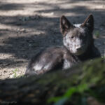 Wolfsjunge