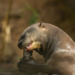 Riesenotter