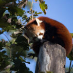 Roter Panda