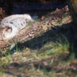 Luchs