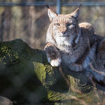 Luchs