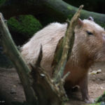 Capybara