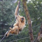 Gibbon