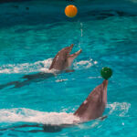 Delfin