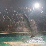 Delfin