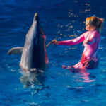 Delfin
