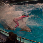 Delfin