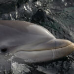Delfin