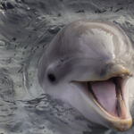 Delfin