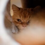 Kenway liegt in der Höhle