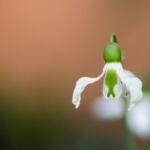 Erste Blüte im Garten