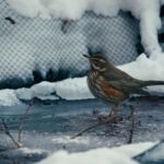Rotdrossel auf dem gefrorenen Teich