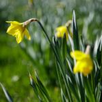 Osterglocken auf der Wiese