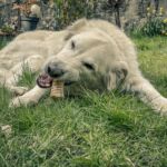 Mein Hund mit Leckerchen