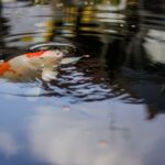 Koi beim Fressen