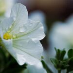 Blume im Garten nach dem Regen