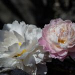 Pfingstrose in der Sonne