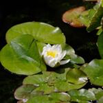 Seerose und Libelle