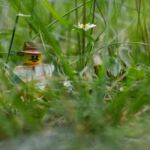 Emmett unterwegs im Gras