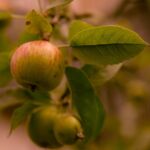 Apfel am Baum