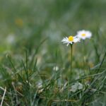 Gänseblümchen