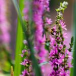 Wespe an Blutweiderich