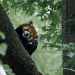 Roter Panda im Baum