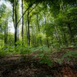 Naturwald in Herten