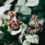 Wilde Beeren