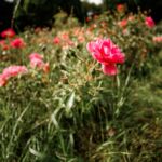Rose im Park