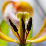 Tulpenmakro