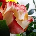 Rose am Valentinstag