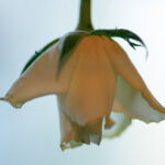 Friedlich, hell, andersrum