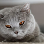 Kater am Fenster