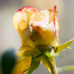 Weiße Rose