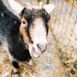 Ziege am Blumenmarkt