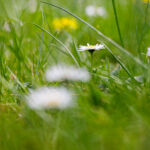 Gänseblümchen