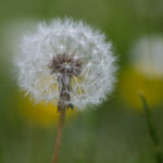 Pusteblume
