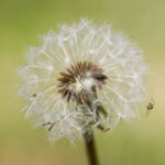 Pusteblume