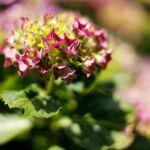 Hortensie