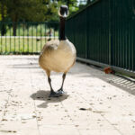 Gans auf Tuchfühlung